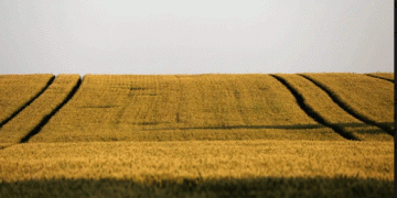 Slovenia Boosts Wheat Production Despite Smaller Sown Area: 2024 Harvest Shows Strong Yields
