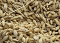 Russia’s Wheat Exports Plunge Nearly Threefold in March: What’s Behind the Sharp Decline?
