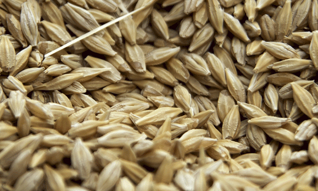 Russia’s Wheat Exports Plunge Nearly Threefold in March: What’s Behind the Sharp Decline?