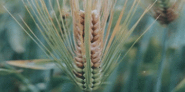 Red Alert for Fusarium Head Blight: How to Protect Wheat and Barley During Heading Stage