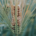 Red Alert for Fusarium Head Blight: How to Protect Wheat and Barley During Heading Stage