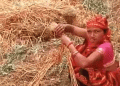 Scorched Fields and Broken Hopes: How Erratic Weather Is Reducing Wheat Yields in Hariharpur