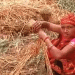 Scorched Fields and Broken Hopes: How Erratic Weather Is Reducing Wheat Yields in Hariharpur