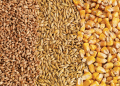Feed Grains Update: Barley Slips While Feed Wheat Surges Across the Canadian Prairies