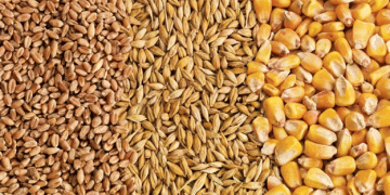 Feed Grains Update: Barley Slips While Feed Wheat Surges Across the Canadian Prairies