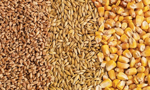 Feed Grains Update: Barley Slips While Feed Wheat Surges Across the Canadian Prairies