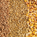 Feed Grains Update: Barley Slips While Feed Wheat Surges Across the Canadian Prairies