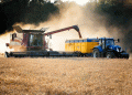 SovEcon Raises 2025 Russian Wheat Forecast: Strong Winter Wheat Offsets Spring Challenges