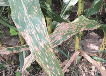 Gray Leaf Spot in Corn: How to Protect Your Crop from 50% Yield Loss