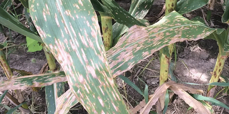 Gray Leaf Spot in Corn: How to Protect Your Crop from 50% Yield Loss