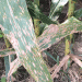 Gray Leaf Spot in Corn: How to Protect Your Crop from 50% Yield Loss