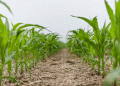 Tightening Corn Supplies and Rising Prices: How Farmers and Agribusinesses Should Prepare