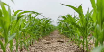 Tightening Corn Supplies and Rising Prices: How Farmers and Agribusinesses Should Prepare
