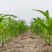 Tightening Corn Supplies and Rising Prices: How Farmers and Agribusinesses Should Prepare