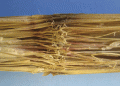 Fusarium Stalk Rot: A Silent Yield Thief – How to Protect Your Corn Crop
