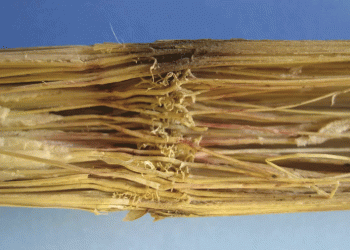 Fusarium Stalk Rot: A Silent Yield Thief – How to Protect Your Corn Crop