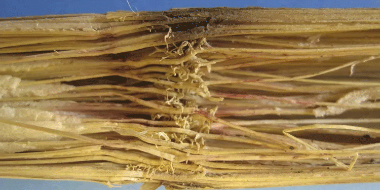 Fusarium Stalk Rot: A Silent Yield Thief – How to Protect Your Corn Crop