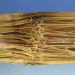 Fusarium Stalk Rot: A Silent Yield Thief – How to Protect Your Corn Crop