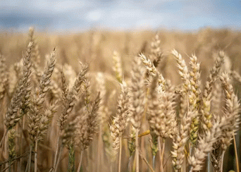 Boosting Azerbaijan’s Agriculture: Russian-Bred Wheat and Soybean Seeds Offer High-Yield Potential