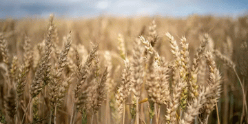 Boosting Azerbaijan’s Agriculture: Russian-Bred Wheat and Soybean Seeds Offer High-Yield Potential