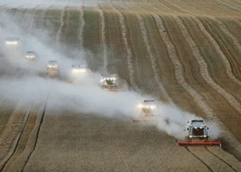 Russia’s Wheat Export Boom to Africa: Key Trends, Market Shifts, and Future Projections