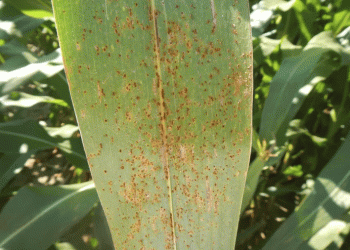 Southern Rust in Corn: A Growing Threat to Yields and How to Combat It