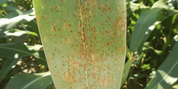 Southern Rust in Corn: A Growing Threat to Yields and How to Combat It