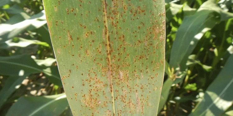 Southern Rust in Corn: A Growing Threat to Yields and How to Combat It