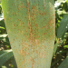 Southern Rust in Corn: A Growing Threat to Yields and How to Combat It