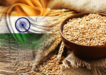 India Set for Record Wheat Harvest: Key Factors and Global Implications