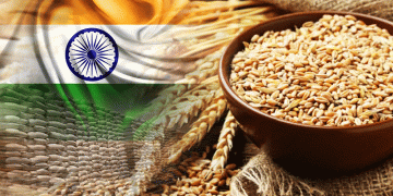 India Set for Record Wheat Harvest: Key Factors and Global Implications