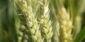 Henan’s High-Tech Wheat Harvest: Battling Drought with Innovation for China’s Breadbasket