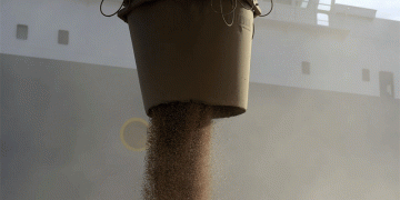 China’s Heatwave Threatens Wheat Yield: Can Farmers Mitigate the Risks?