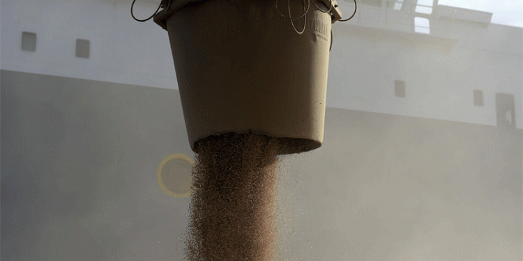 China’s Heatwave Threatens Wheat Yield: Can Farmers Mitigate the Risks?