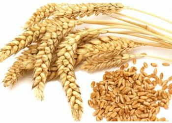 Kazakhstan Dominates Azerbaijan’s Wheat Imports: A Growing Agri-Trade Partnership in the Caspian Region