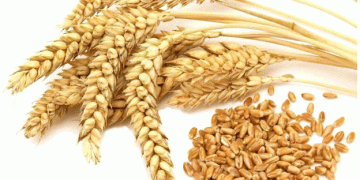 Kazakhstan Dominates Azerbaijan’s Wheat Imports: A Growing Agri-Trade Partnership in the Caspian Region