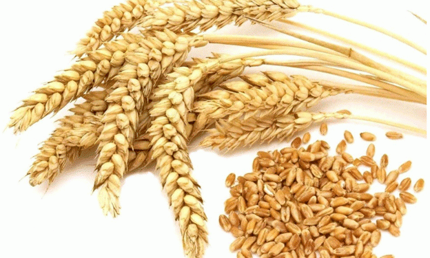 Kazakhstan Dominates Azerbaijan’s Wheat Imports: A Growing Agri-Trade Partnership in the Caspian Region