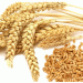 Kazakhstan Dominates Azerbaijan’s Wheat Imports: A Growing Agri-Trade Partnership in the Caspian Region