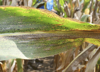Tar Spot in Corn: Emerging Threat, Proven Strategies, and How to Protect Your Yield