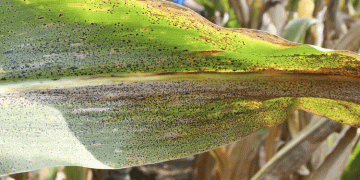 Tar Spot in Corn: Emerging Threat, Proven Strategies, and How to Protect Your Yield