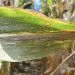 Tar Spot in Corn: Emerging Threat, Proven Strategies, and How to Protect Your Yield