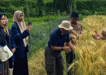 Breaking Wheat Dependence: How Indonesian Research Could Revolutionize Local Wheat Farming