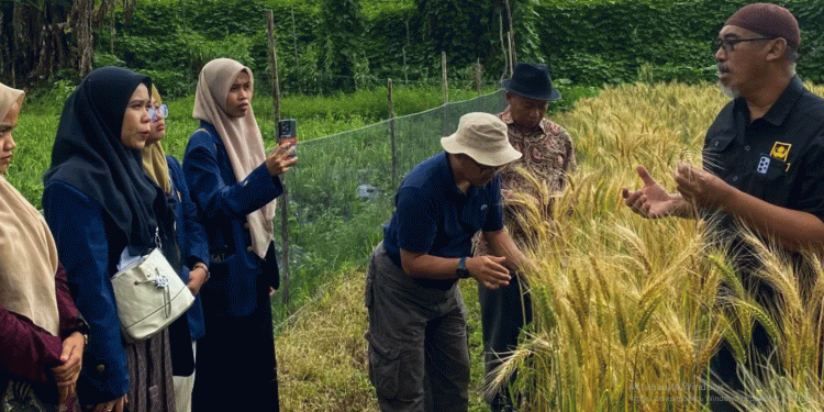 Breaking Wheat Dependence: How Indonesian Research Could Revolutionize Local Wheat Farming