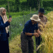 Breaking Wheat Dependence: How Indonesian Research Could Revolutionize Local Wheat Farming