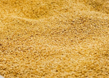 Russia’s Wheat Donation to Tajikistan: Strengthening Food Security and Bilateral Ties