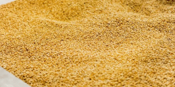 Russia’s Wheat Donation to Tajikistan: Strengthening Food Security and Bilateral Ties