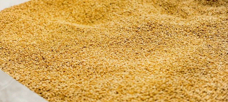 Russia’s Wheat Donation to Tajikistan: Strengthening Food Security and Bilateral Ties