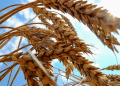 Wheat Prices Hit 9-Month Low: What Farmers and Agribusinesses Need to Know
