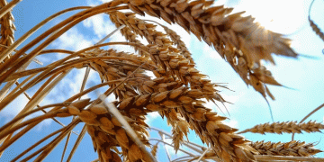 Wheat Prices Hit 9-Month Low: What Farmers and Agribusinesses Need to Know