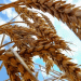 Wheat Prices Hit 9-Month Low: What Farmers and Agribusinesses Need to Know